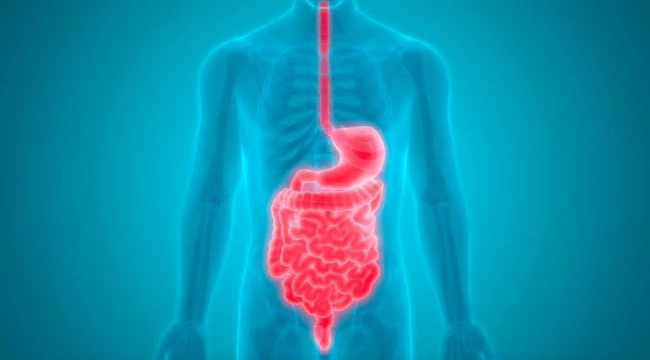 Sindirim sistemi nasıl çalışır, sindirim sisteminin bütün detayları