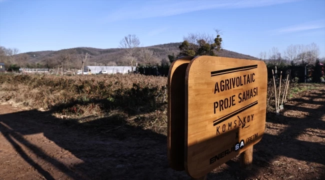 Agrivoltaik sistemle tarım ürünleri ve güneş panelleri aynı tarlada buluştu