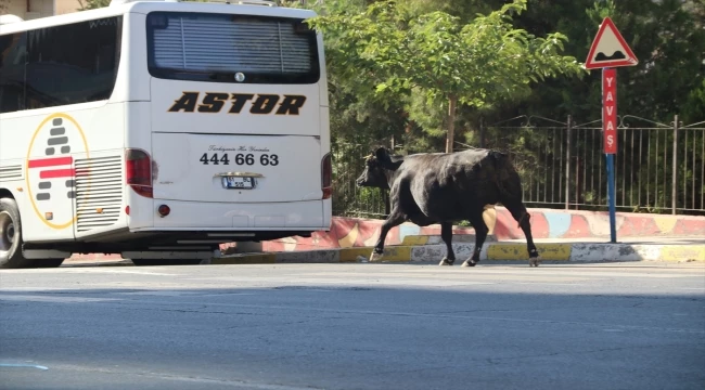 Şanlıurfa