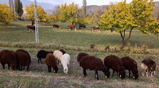 Kars